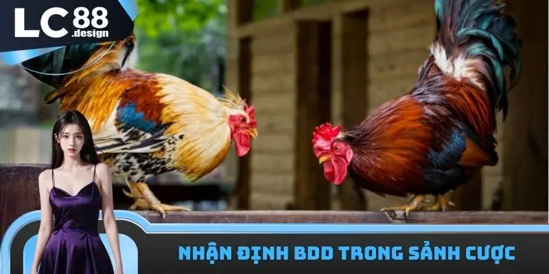 LC88 Đá Gà WS168 - Sảnh Cược Chuyên Nghiệp Hàng Đầu Châu Á 3 Nhận định kèo BDD cùng LC88 đá gà WS168