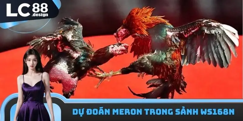 LC88 Đá Gà WS168 - Sảnh Cược Chuyên Nghiệp Hàng Đầu Châu Á 2 Dự đoán kèo Meron trong LC88 đá gà WS168