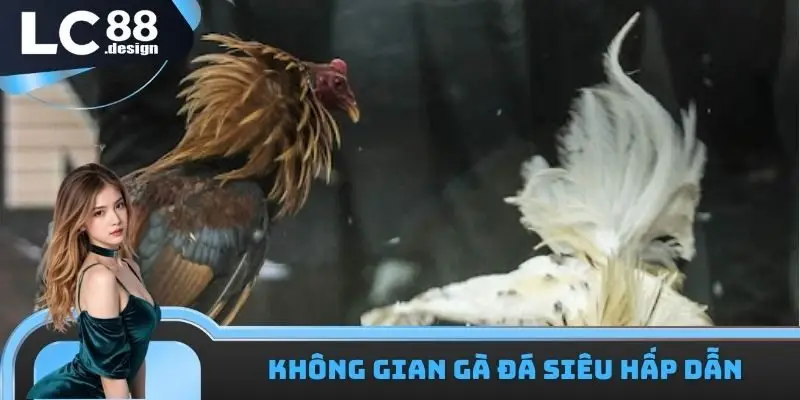 LC88 Trường Gà Campuchia - Nhận Định Trận Đấu Xanh Chín 1 LC88 trường gà Campuchia hấp dẫn và sống động