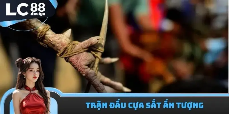 LC88 Trường Gà Savan - Sân Chơi Nổi Tiếng Nhất Đông Nam Á 2 Các giải đấu cựa sắt hoành tráng tổ chức bởi LC88 trường gà Savan