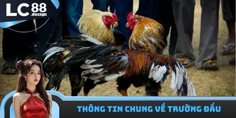 LC88 Trường Gà Savan - Sân Chơi Nổi Tiếng Nhất Đông Nam Á 1 Thông tin về trường thi đấu gà đá Savan