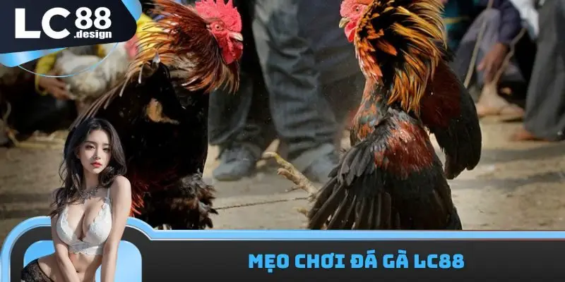 Mẹo chơi đá gà LC88