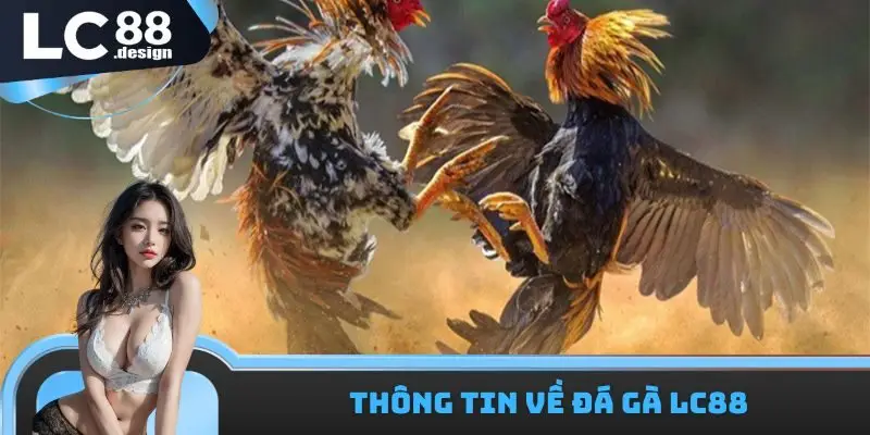 Thông tin về đá gà LC88